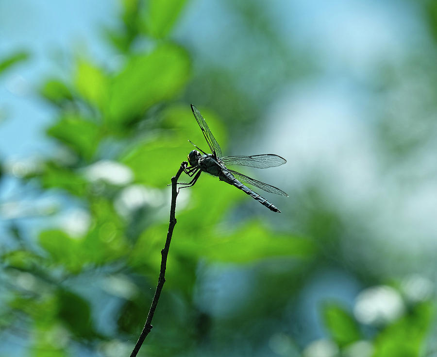 Dragonfly perched Photograph by Ronda Ryan