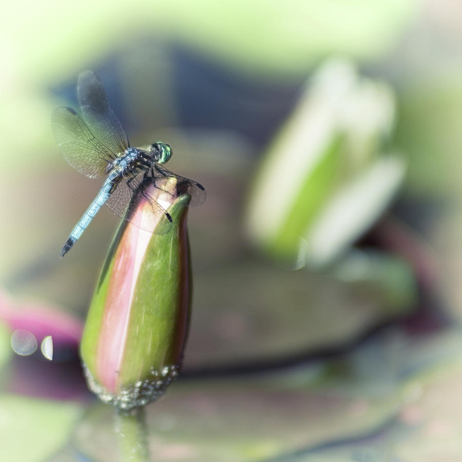 Lily Photograph - Dragonfly Perched by Scott Wyatt
