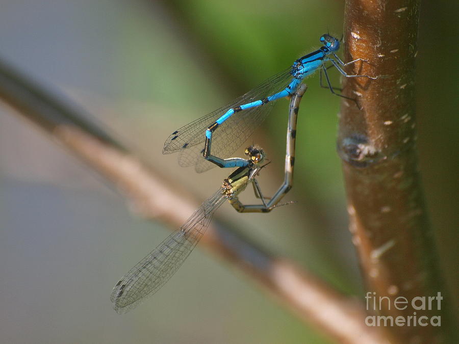 Dragonfly - Perfect Heart Photograph by Vivian Martin