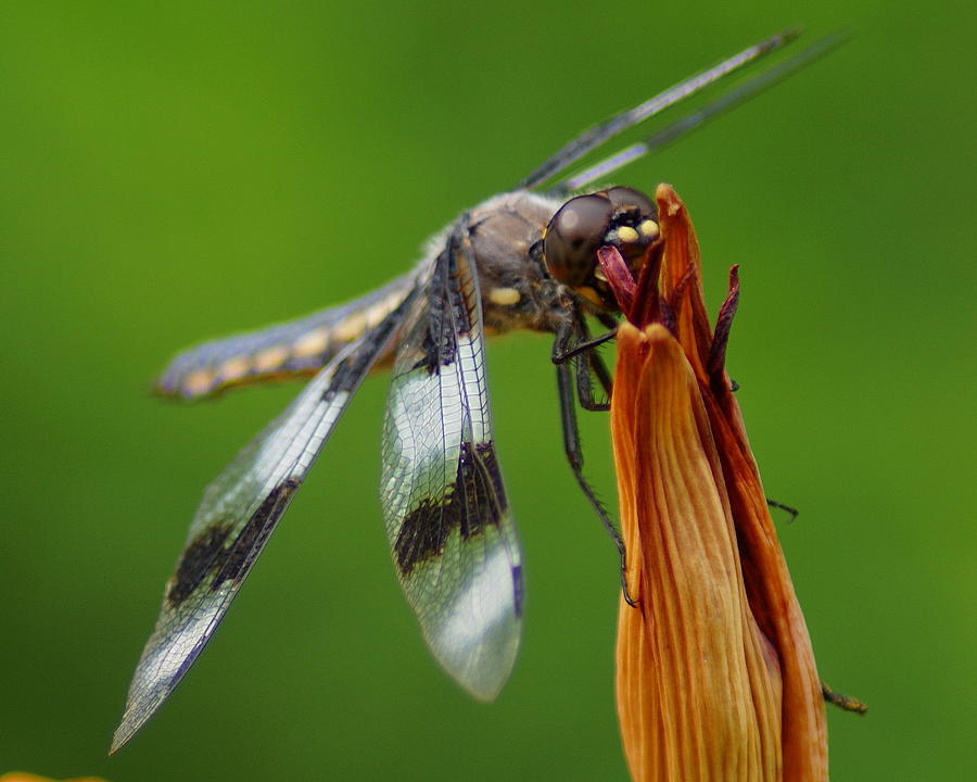 Dragonfly Portrait 2 Photograph by Ben Upham III