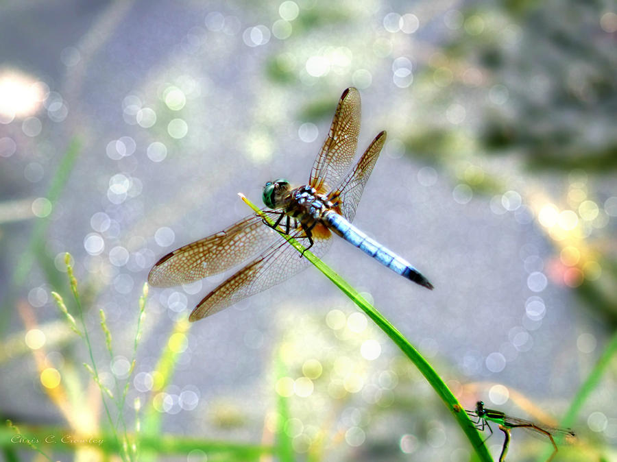 Insects Photograph - Dragonfly Portrait by Chris Crowley