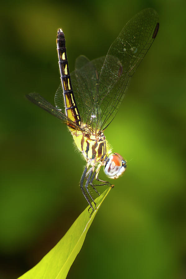 Dragonfly Pose Photograph by Mark Andrew Thomas