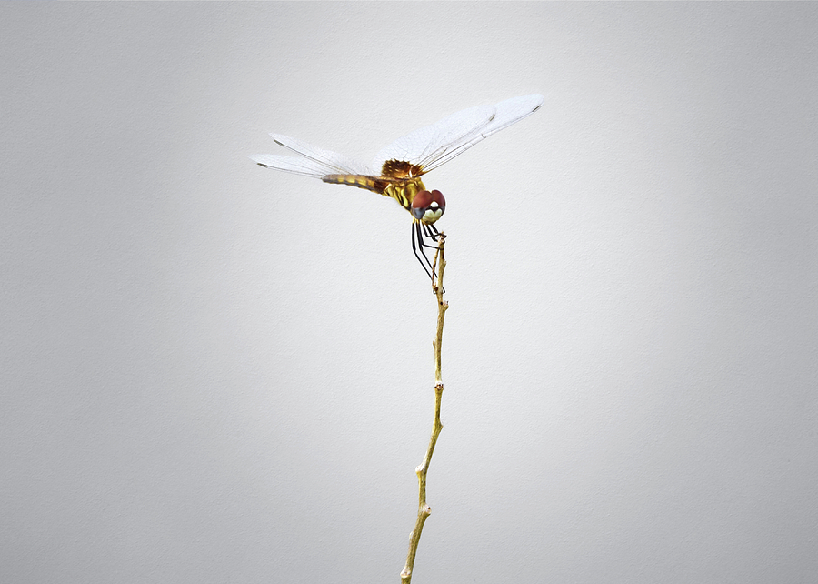 Insects Photograph - Dragonfly Print by Steven Michael