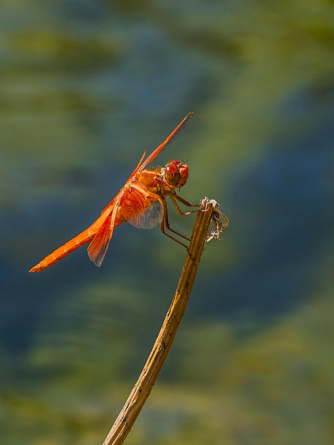 Dragonfly Profile Photograph by Jean Noren