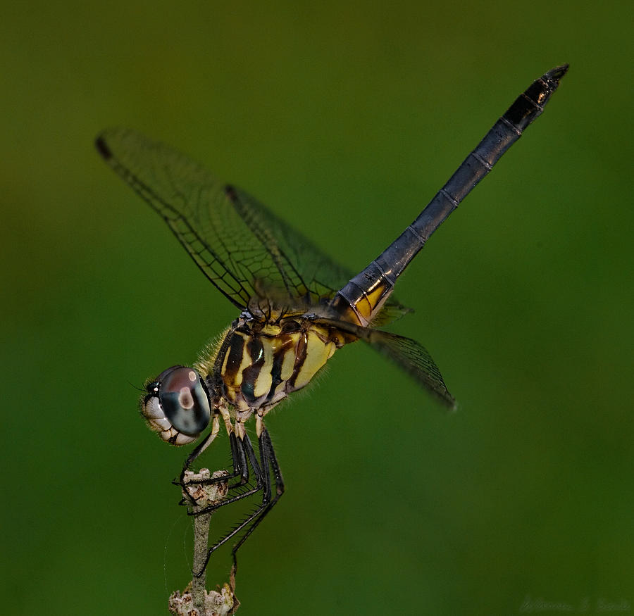 Insects Photograph - Dragonfly Profile by Warren Sarle