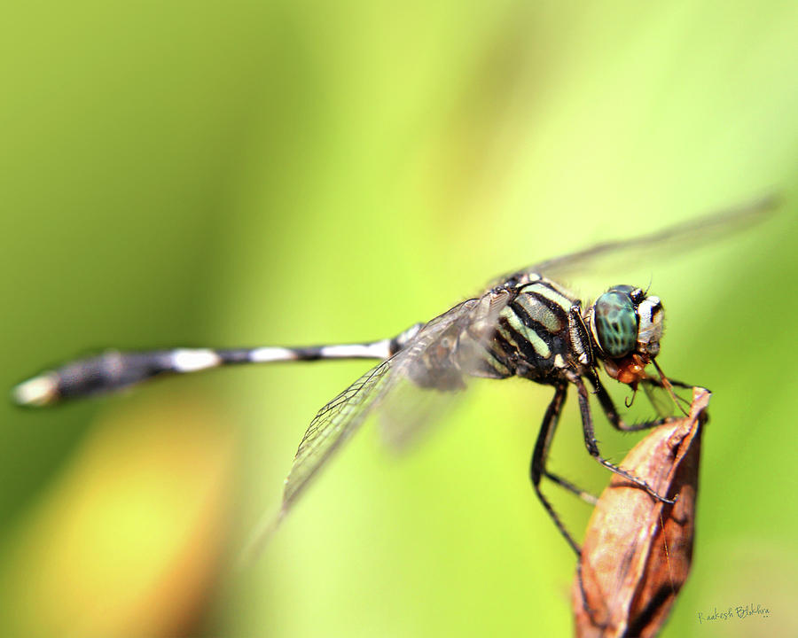 Insects Photograph - Dragonfly by Raakesh Blokhra