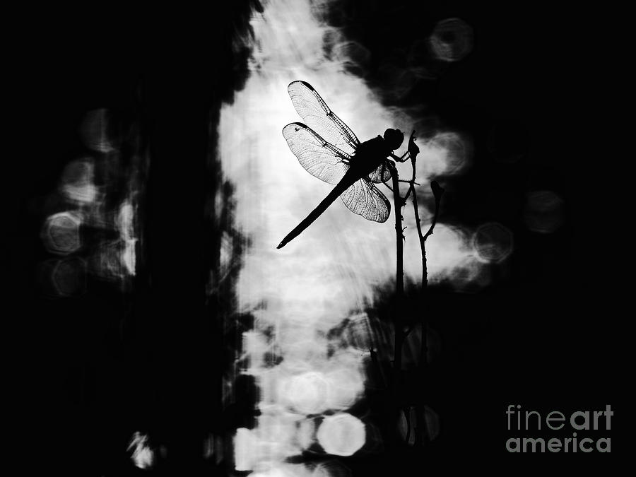Dragonfly  Photograph by Rachel Morrison