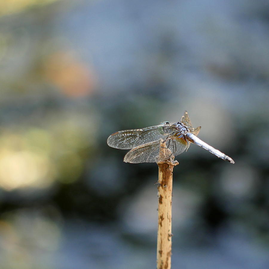 Dragonfly - ready for take off Photograph by Richard Reeve