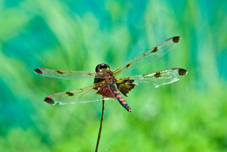 Snake Photograph - Dragonfly Rear Approach by Douglas Barnett