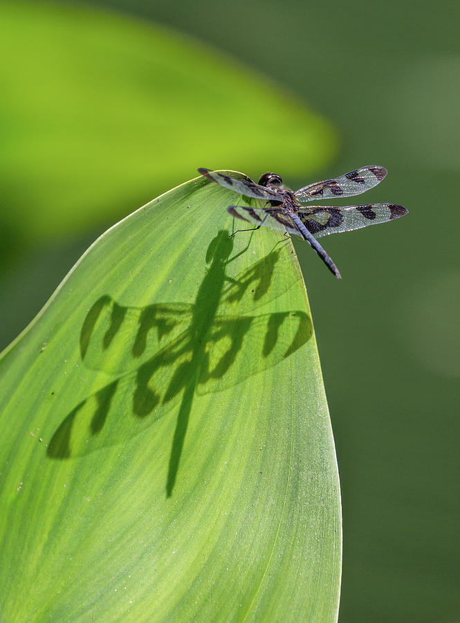 Dragonfly Reflection Photograph by Christy Cox