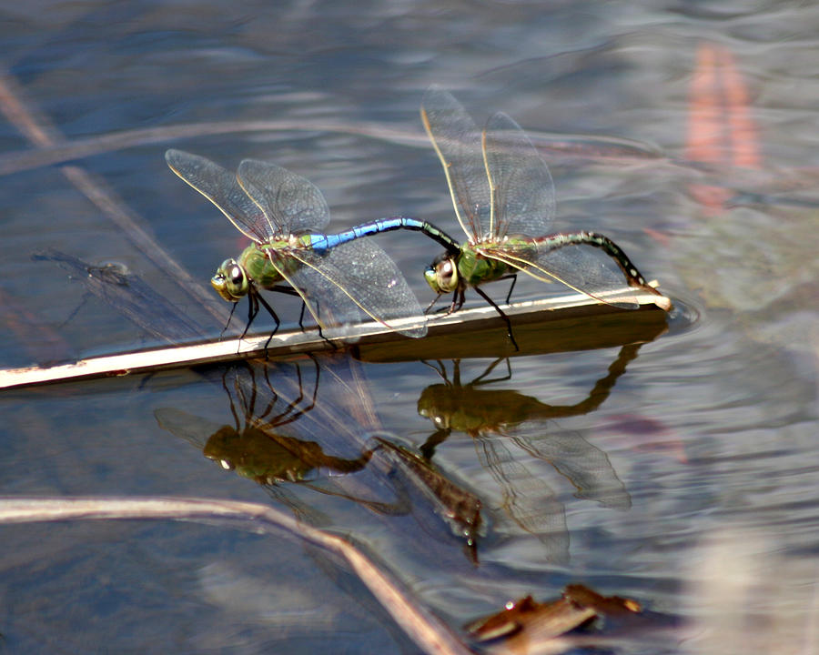 Dragonfly Reflections 1 Photograph by George Jones