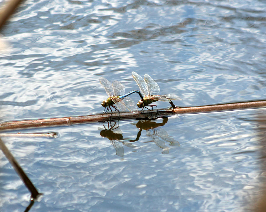 Dragonfly Reflections 2 Photograph by George Jones