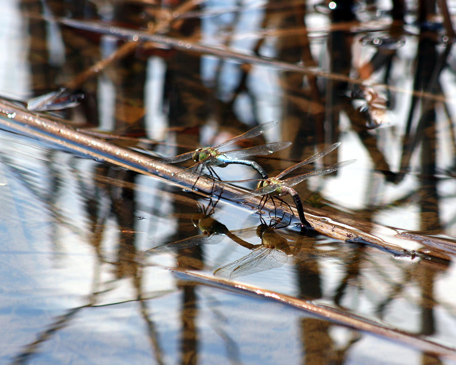 Dragonfly Reflections 4 Photograph by George Jones