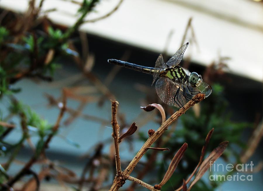 DragonFly Resting 2010 - Florida Photograph by Adrian De Leon Art and Photography