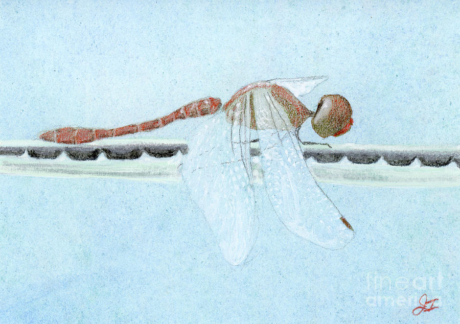 Dragonfly Resting Painting by Jackie Irwin