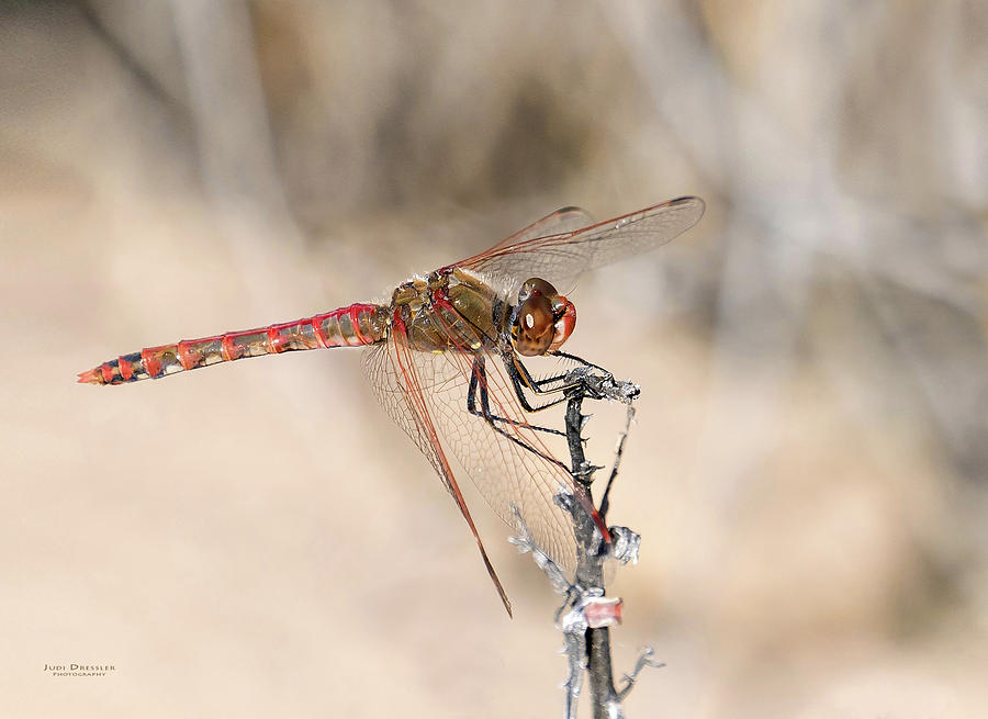 Nature Photograph - Dragonfly Resting by Judi Dressler