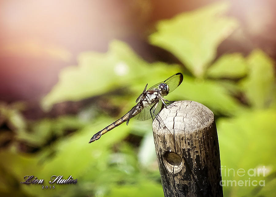 Dragonfly Resting Photograph by Melissa Messick