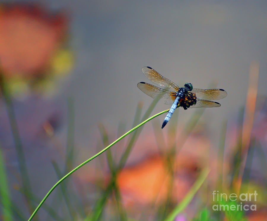 Nature Photograph - Dragonfly Resting Near The Pond by Kerri Farley