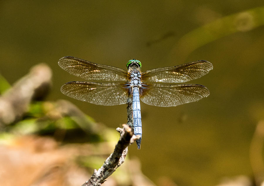 Dragonfly Resting On Branch Photograph