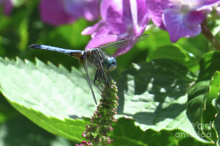 Dragonfly Resting Photograph by Scott Cameron