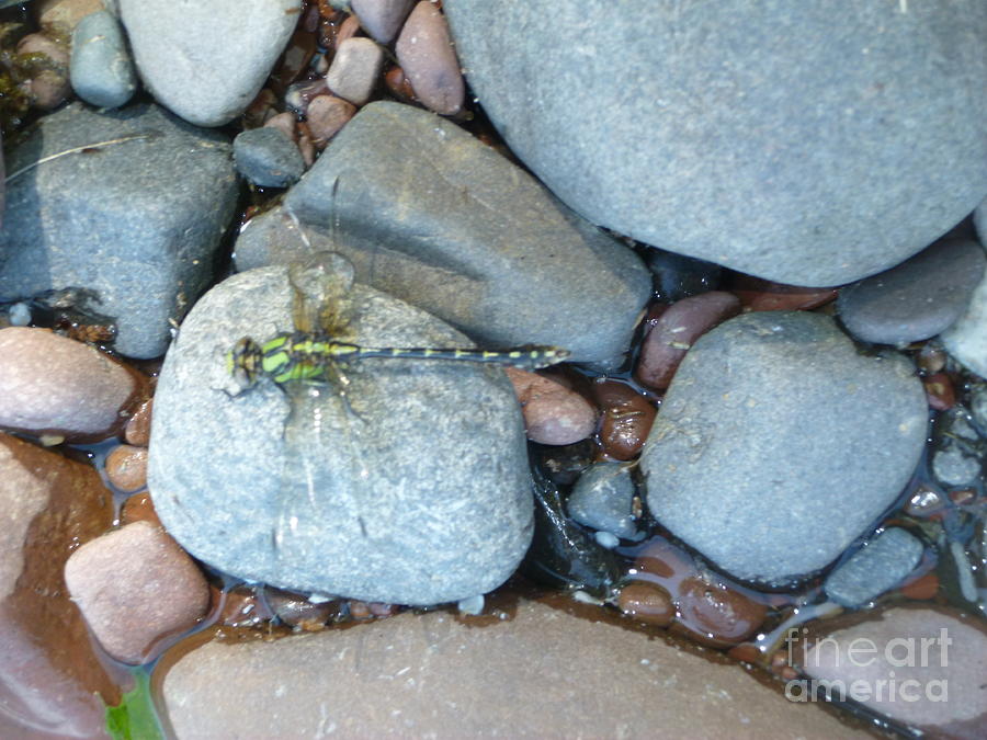 Dragonfly Resting Photograph by Wild Rose Studio
