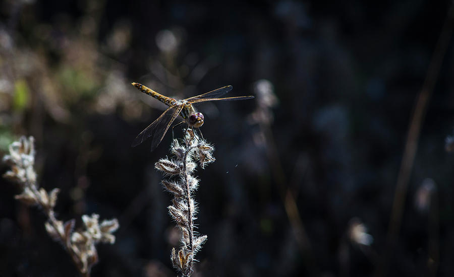 Reno Photograph - Dragonfly by Rick Mosher