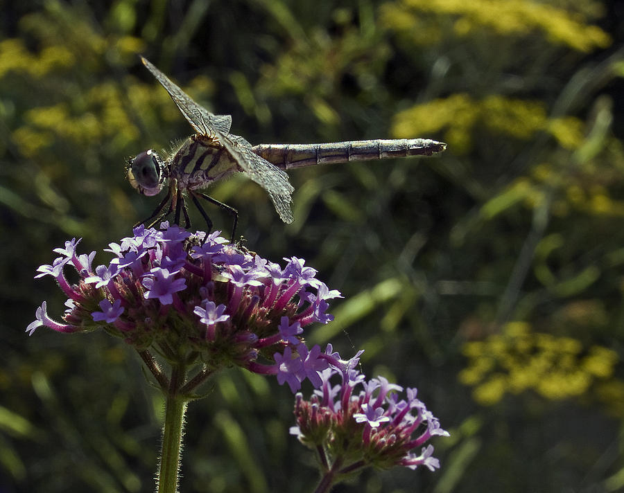 Dragonfly Photograph by Robert Ullmann