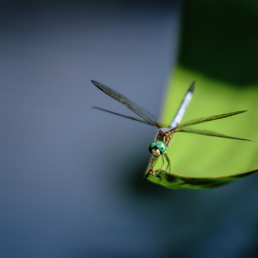Insects Photograph - Dragonfly by Scott Wyatt