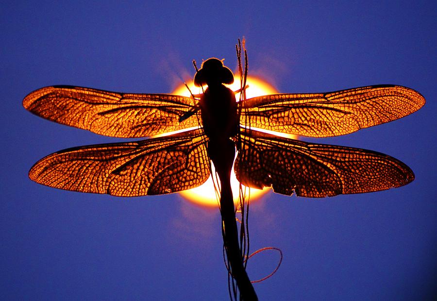 Dragonfly Sentinal Photograph by Tamara Michael