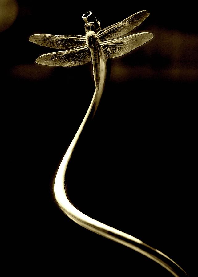 Dragonfly Sepia Photograph by Amy Neal