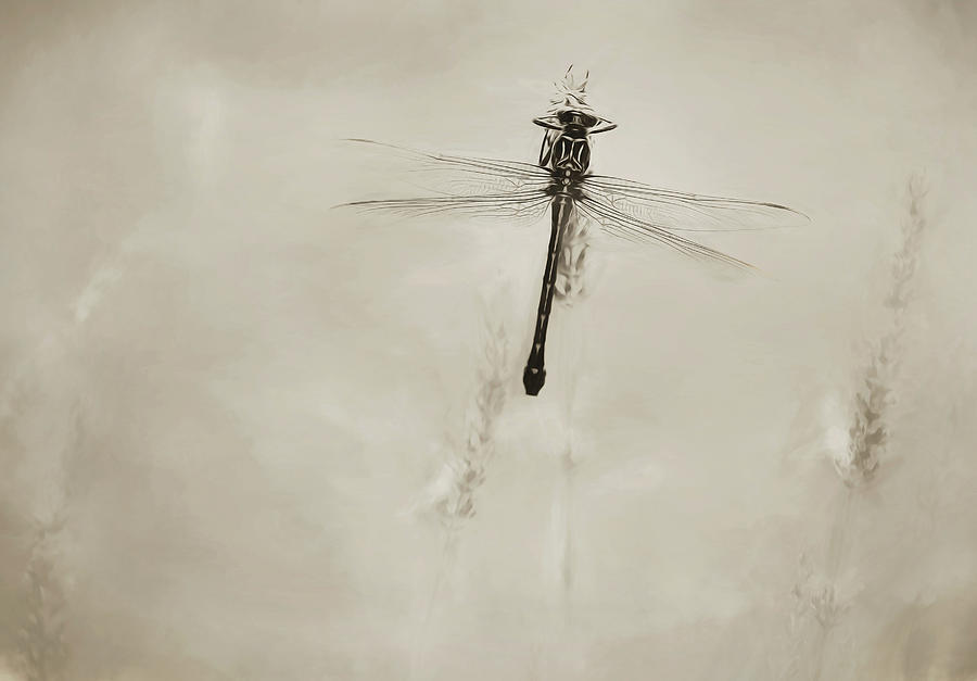 Dragonfly Sepia Photograph by Carrie Ann Grippo-Pike