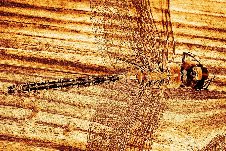 Dragonfly Sepia Photograph by Kim Bemis
