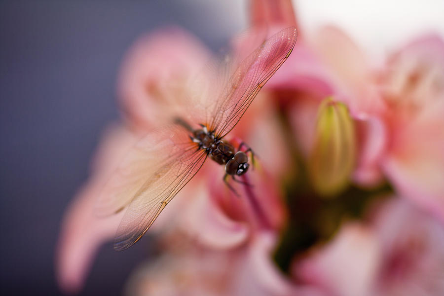 Lily Photograph - Dragonfly Serenity by Mike Reid