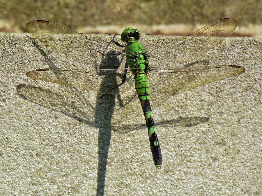 Dragonfly Shadow Photograph by Cynthia Guinn