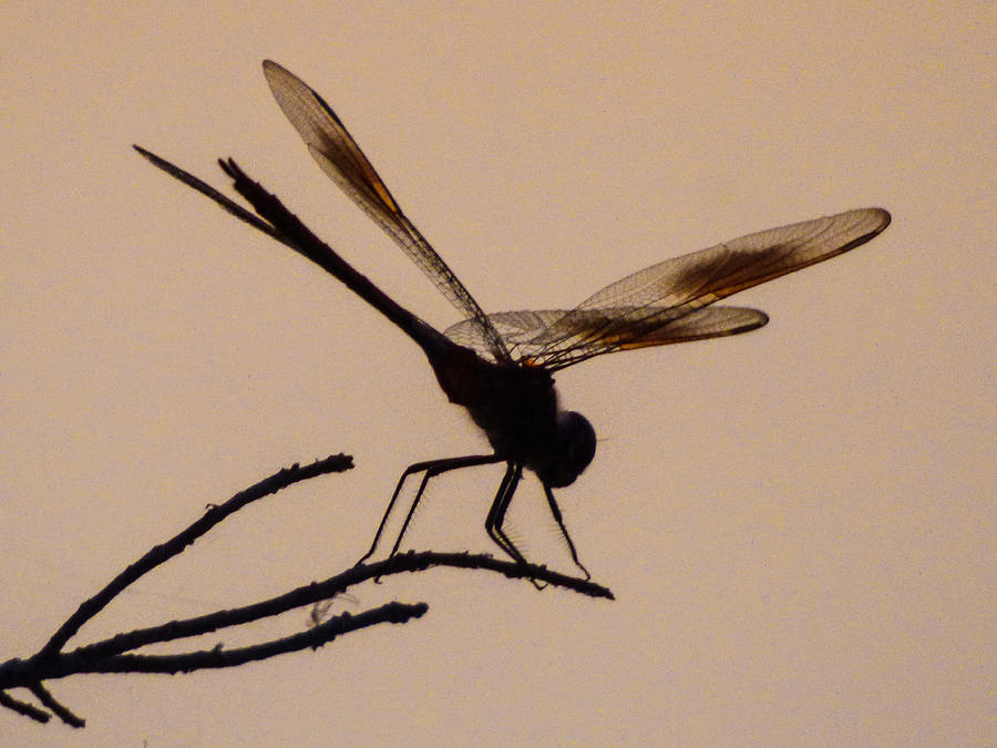 Dragonfly Silhouette Photograph by Kimo Fernandez