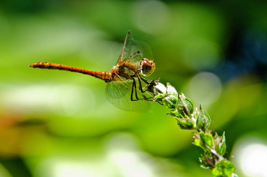 Dragonfly sitting on flower Photograph by Wolfgang Stocker