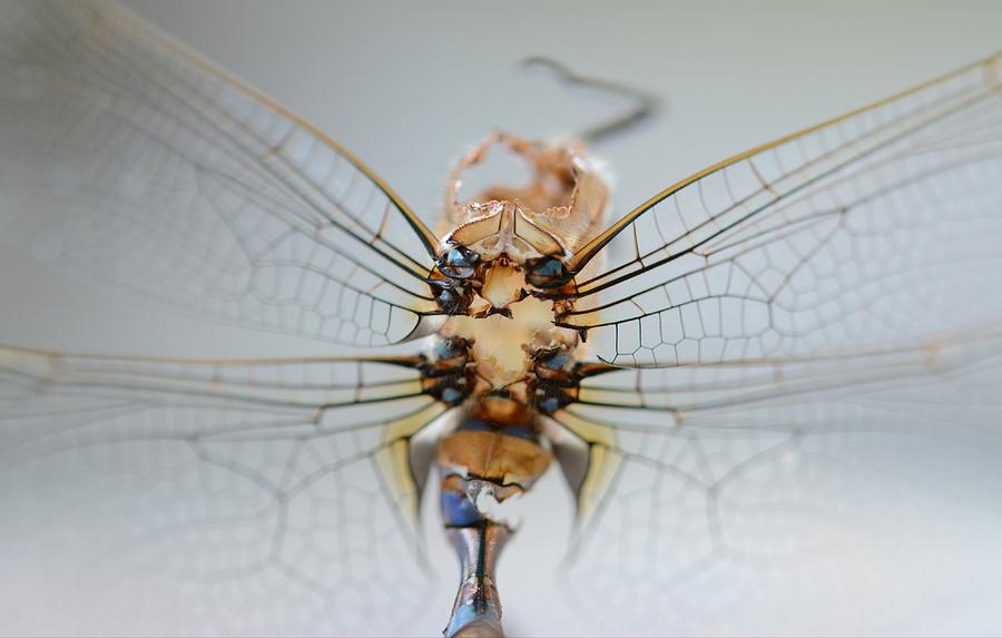 Dragonfly skeleton  Photograph by Paulina Roybal