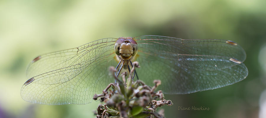 Insects Photograph - Dragonfly smile by Diane Hawkins