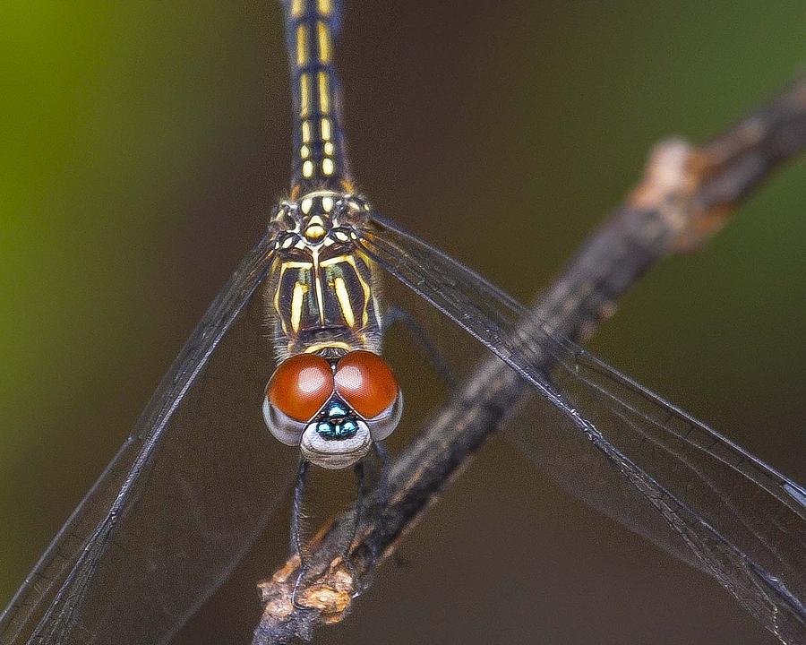 Nature Photograph - Dragonfly Smile by Dick Hudson