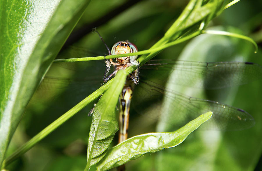 Nature Photograph - Dragonfly Smiles by Miroslava Jurcik