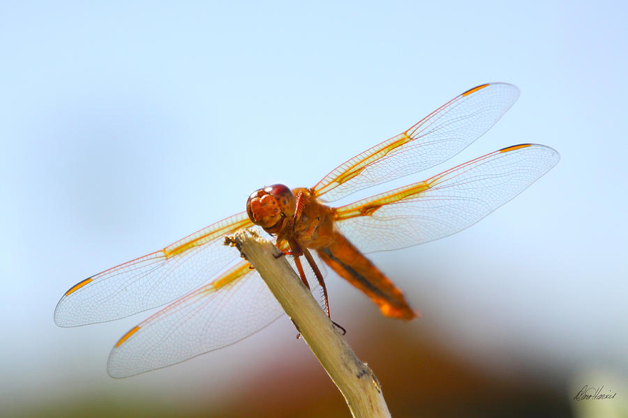 Dragonfly Smiling Photograph by Diana Haronis