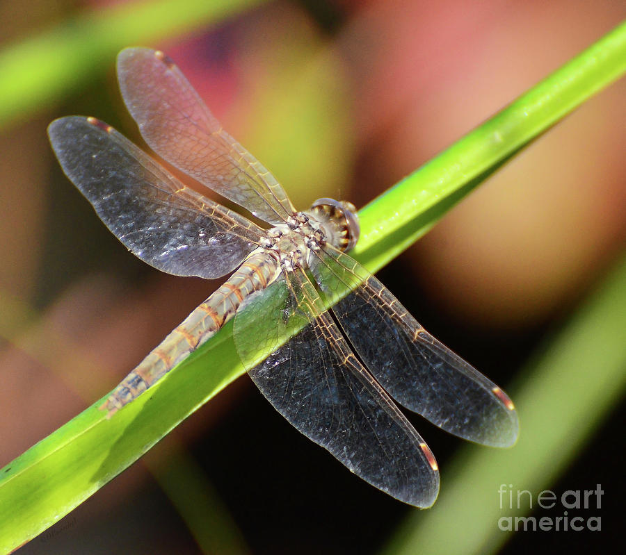 Dragonfly Sparkle Photograph by Debby Pueschel