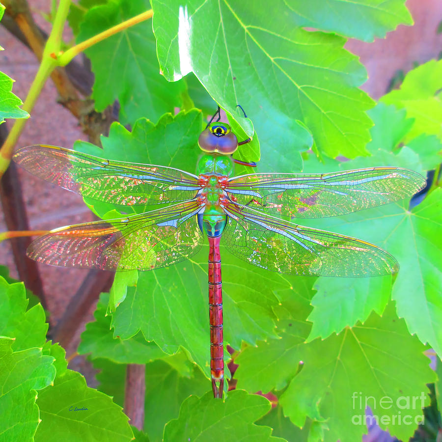 Dragonfly - Square Photograph by Claudia Ellis