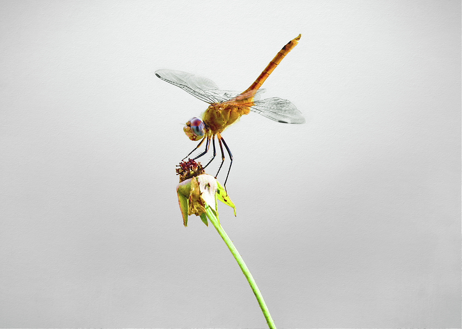 Dragonfly Stance Photograph by Steven Michael
