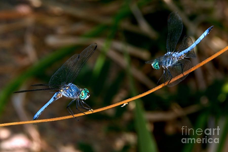 Dragonfly Stand-Off Photograph by Patrick Witz