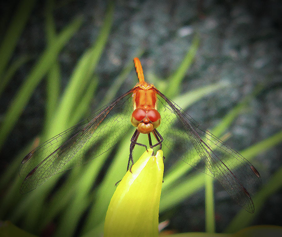 Dragonfly Stare Photograph by Mary Bedy