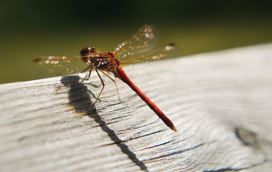 Dragonfly Photograph by Steve Somerville