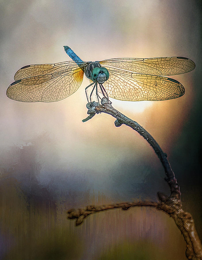 Dragonfly Photograph by Steven Richardson