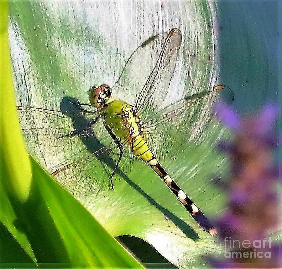 Dragonfly Strikes a Pose Photograph by Diann Fisher