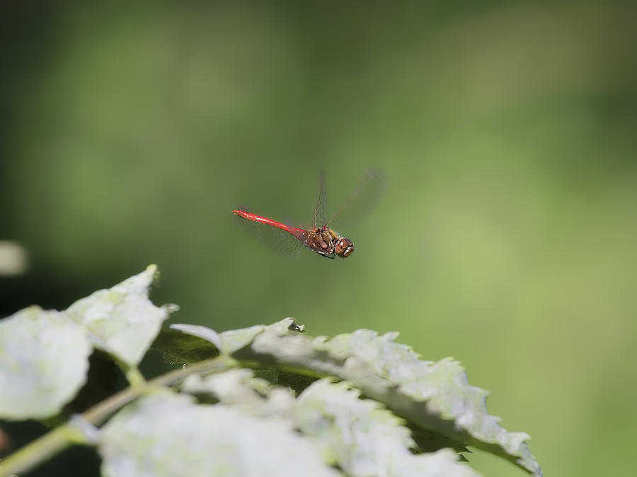 Dragonfly summer 2015 Photograph by Leif Sohlman